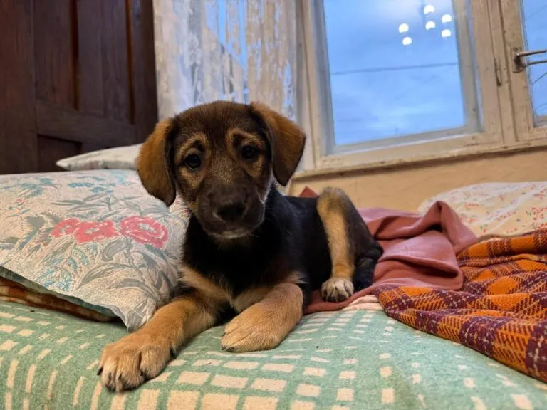 Herzensbrecherin Aria