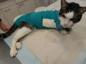 Hope, der Kater, erholt sich nach der Amputation seines Beines