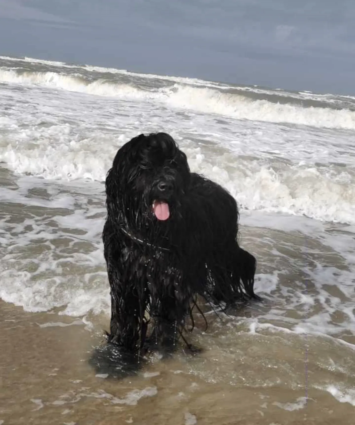 Horatio Caine auf Hundeausstellung