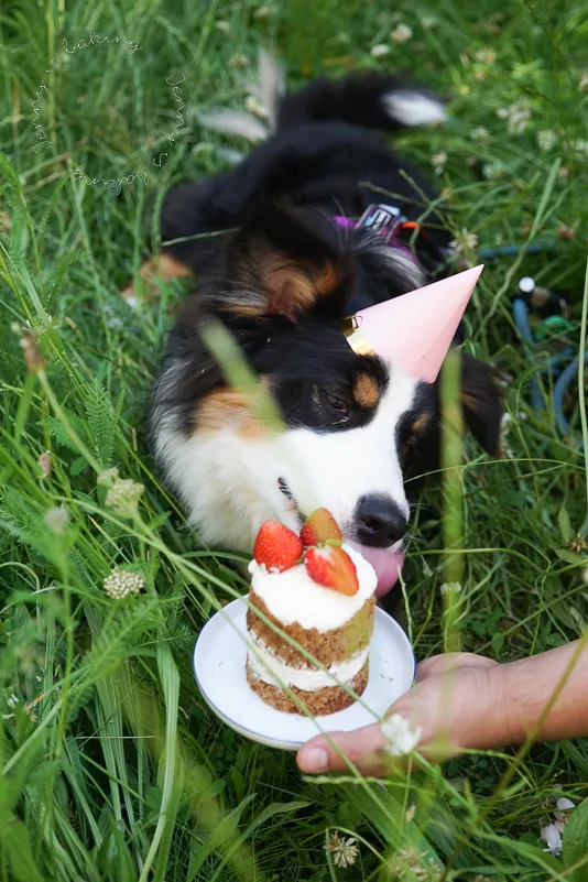 Hund genießt seinen Geburtstagskuchen