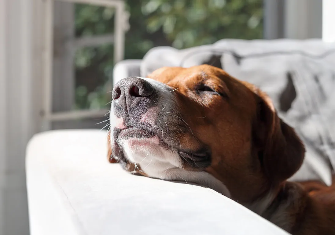 Hund liegt bequem auf einem Sofa. Hat er Flöhe, können sich diese im Sofa festsetzen.