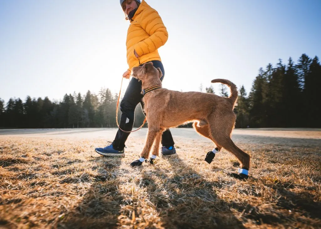 Hund mit Booties läuft über steinigen Untergrund zum Schutz seiner Pfoten