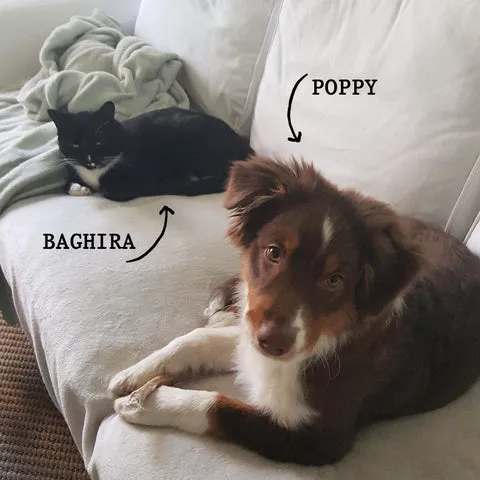 Hündin Poppy und Kater Baghira, die lernen, miteinander auszukommen und ihre Grenzen zu respektieren