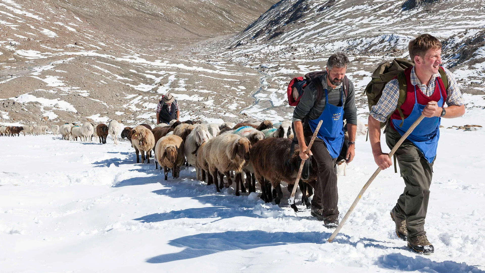 Im Schnalstal in Südtirol kann man einen Schafabtrieb mit spektakulärer Kulisse erleben.