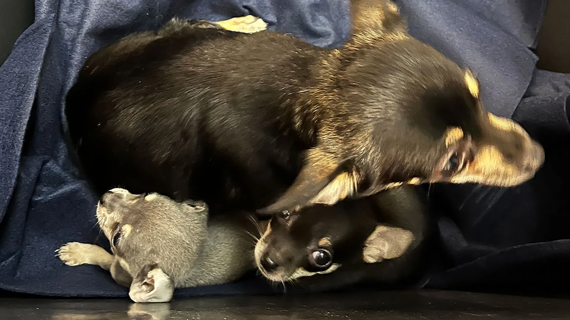 In Oberndorf ausgesetzte Welpen