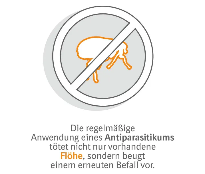Infografik: Der richtige Schutz für Hunde vor Flöhen.