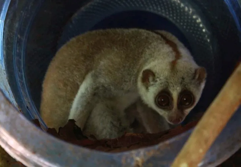 Jake, ein geretteter Plumplori im Schutzzentrum, dessen Zähne gezogen wurden und nicht ausgewildert werden kann