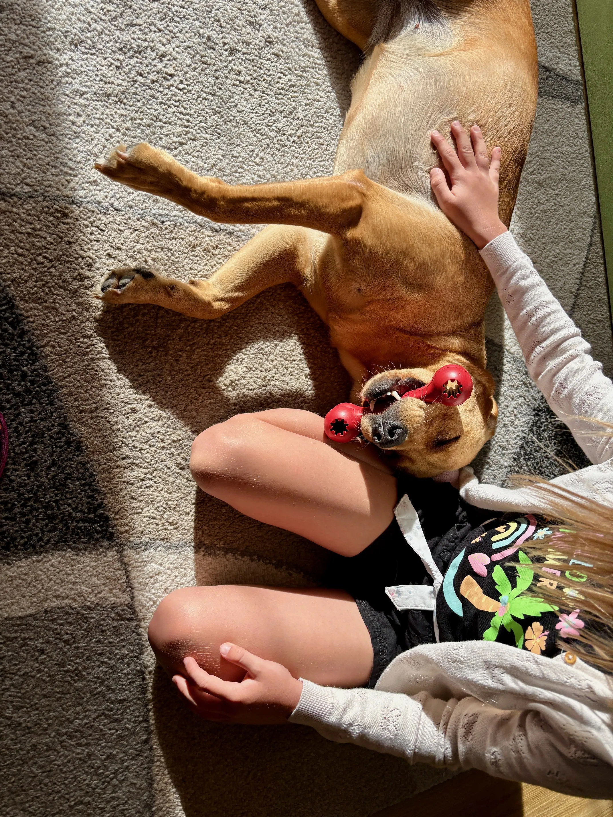 Jeannie, der sensible Labrador Seelenhund, interagiert liebevoll mit einem Menschen