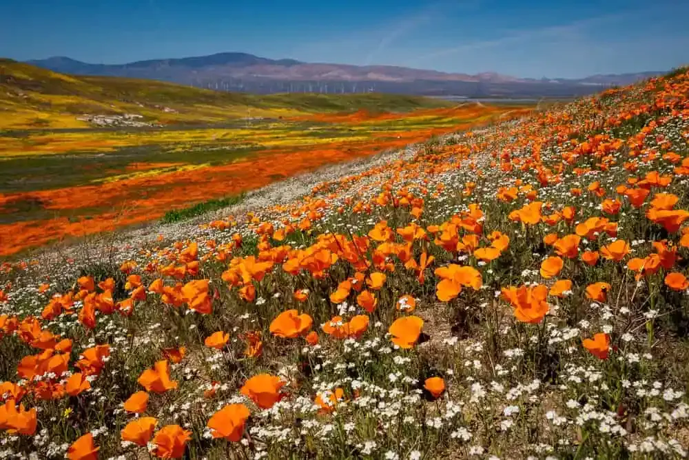 Kalifornische Mohnblumen in Antelope Valley
