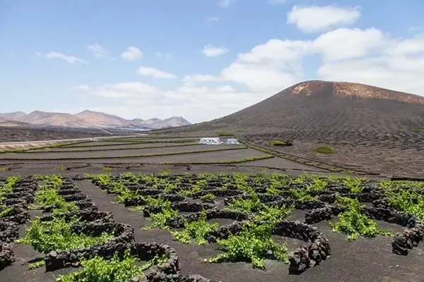 Kanaren Lanzarote Kaktus Weingut