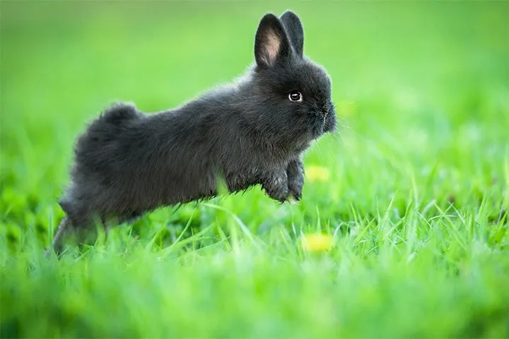 Kaninchen in einem Gehege