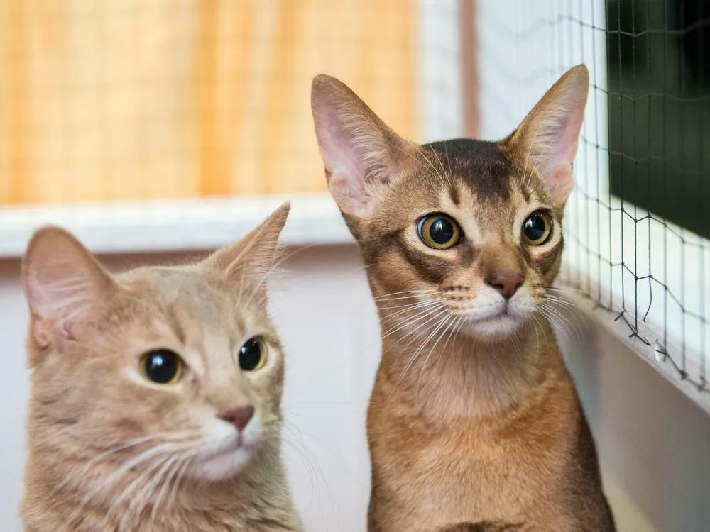 Katze frisst aus Napf, während eine Hand sie streichelt, was die wählerischen Essgewohnheiten von Katzen zeigt