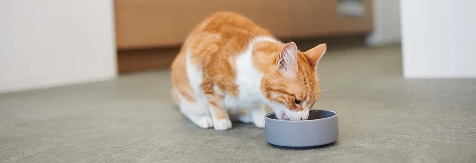 Katze frisst aus Napf