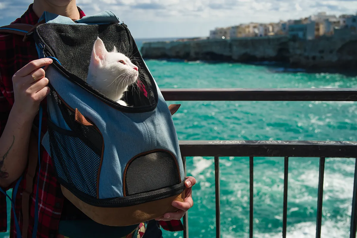 Katze in einem Katzenrucksack, der gut belüftet ist und ausreichend Platz bietet, um Tierquälerei zu vermeiden