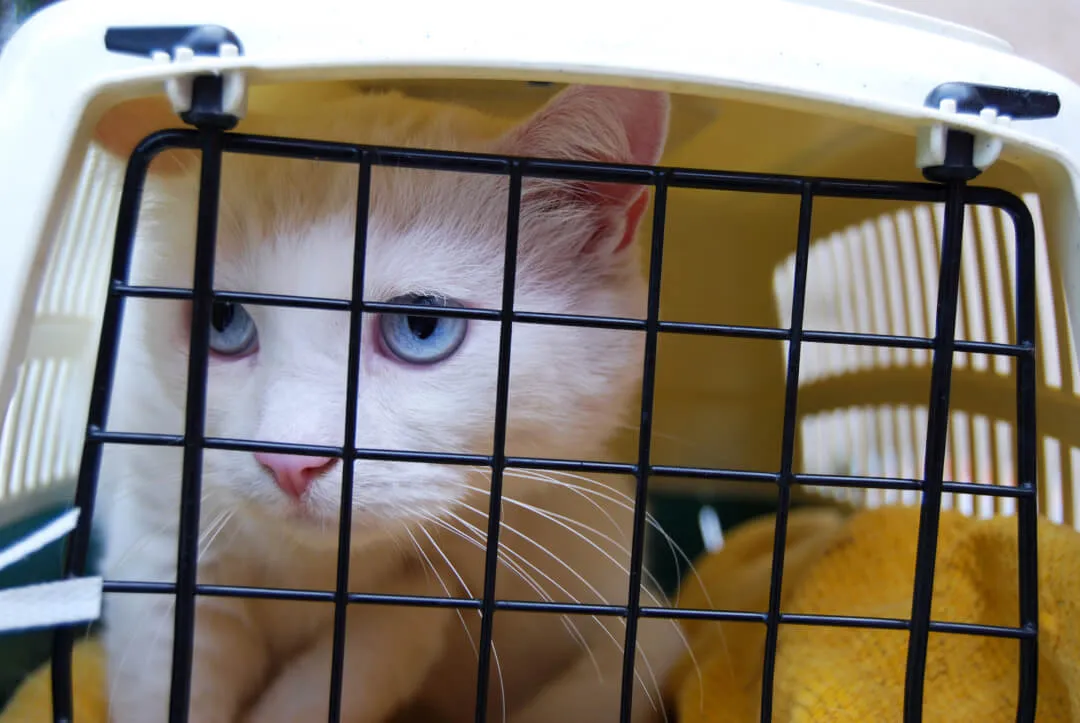 Katze in Transportbox jault ängstlich