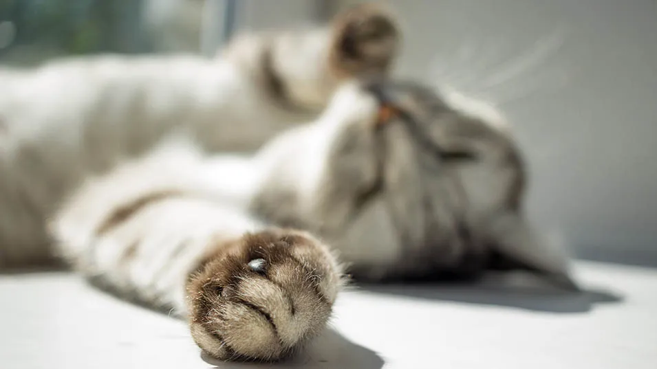 Katze liegt auf einer Decke mit dem Fokus auf ihre Gelenke, die von Arthrose betroffen sein könnten