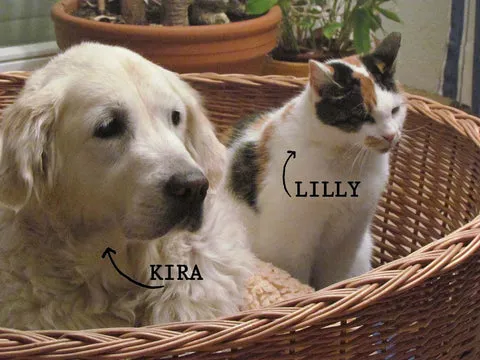 Katze Lilly und Hündin Kira kuscheln friedlich in einem Körbchen, ein Zeichen ihrer tiefen Verbundenheit