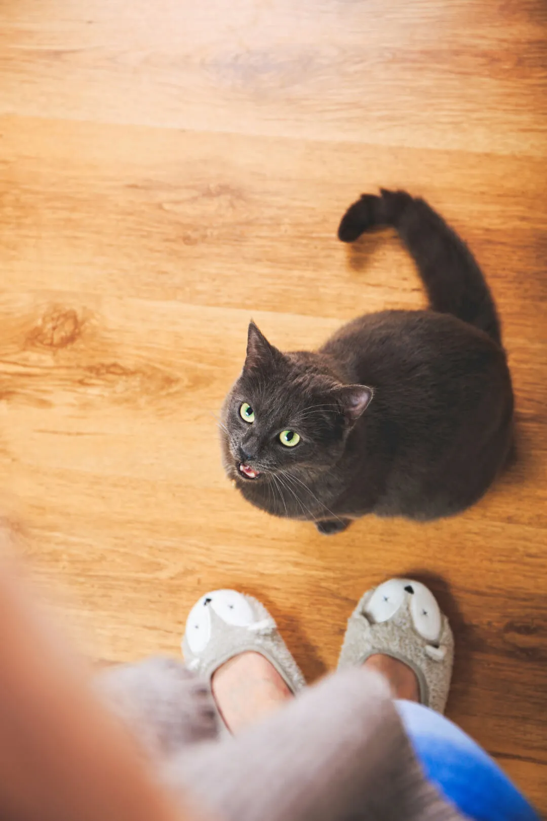 Katze miaut bittend nach Futter