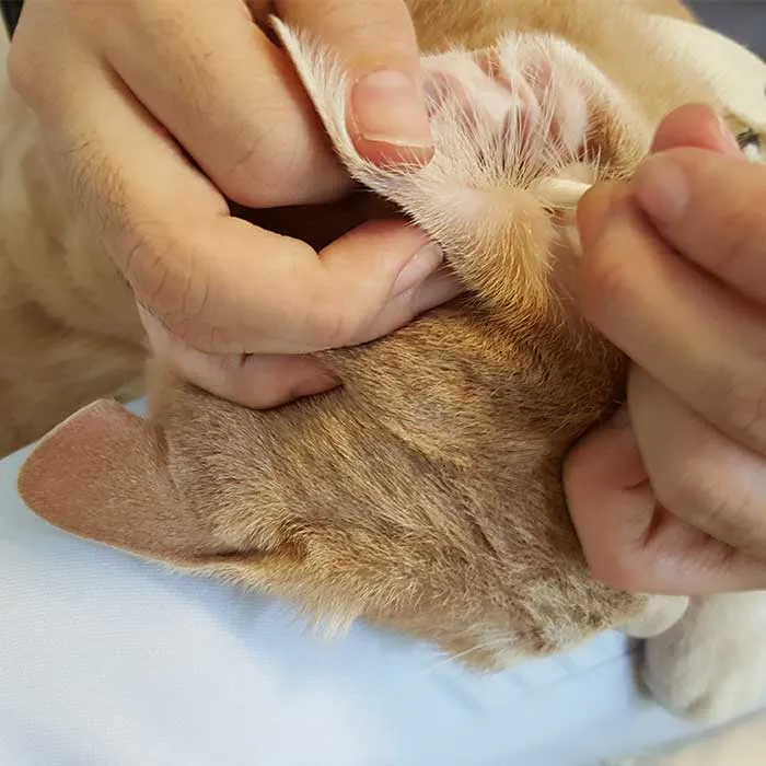 Katze mit Ohrmilben wird mit einem Wattestäbchen behandelt.