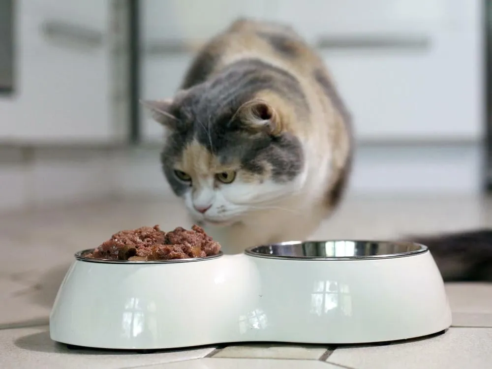 Katze schaut kritisch auf einen Napf mit Futter, was die Ablehnung neuen Futters symbolisiert