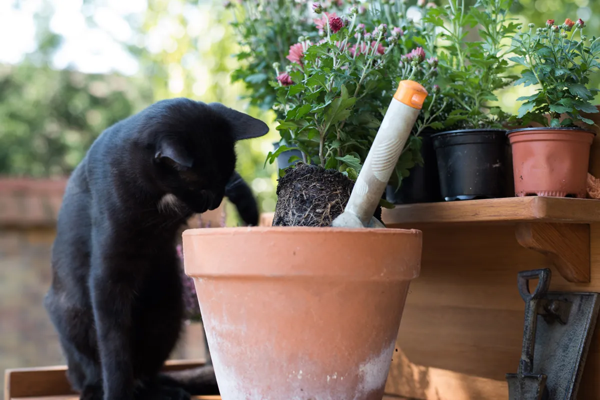 Katze sitzt vor einem Blumentopf mit Steinen, die den Zugang zur Erde blockieren