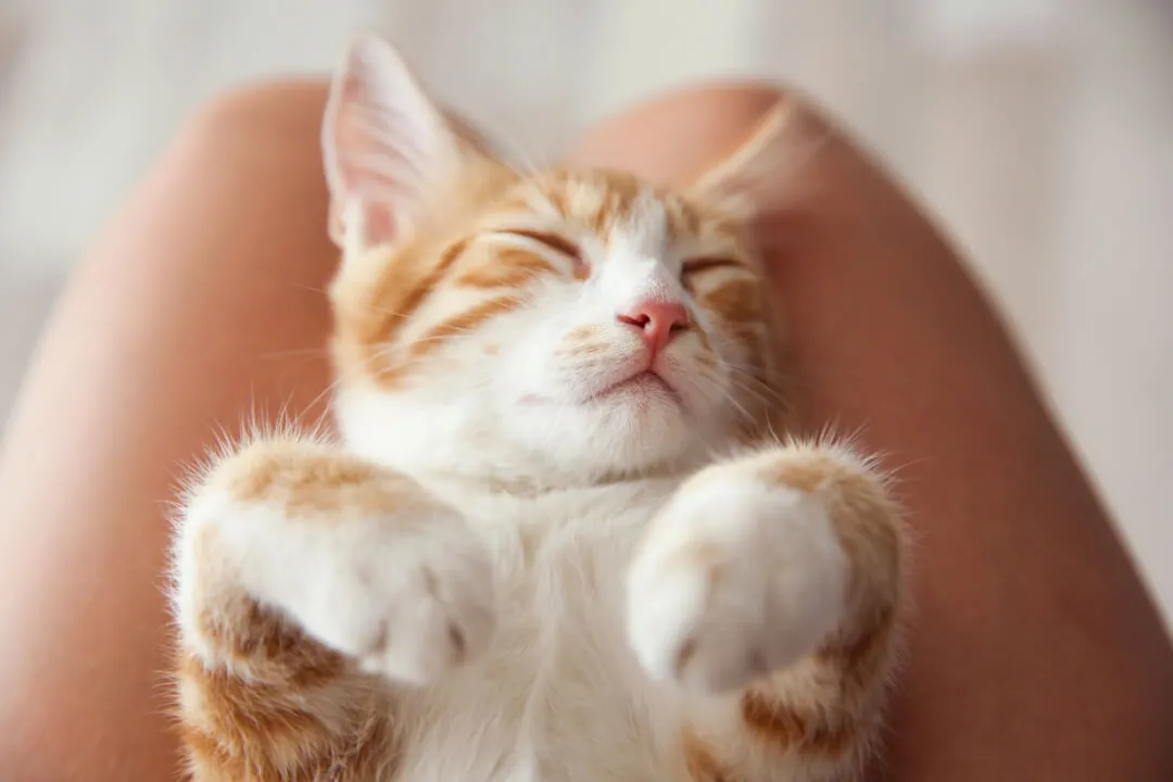 Katze zeigt entspannt den Bauch