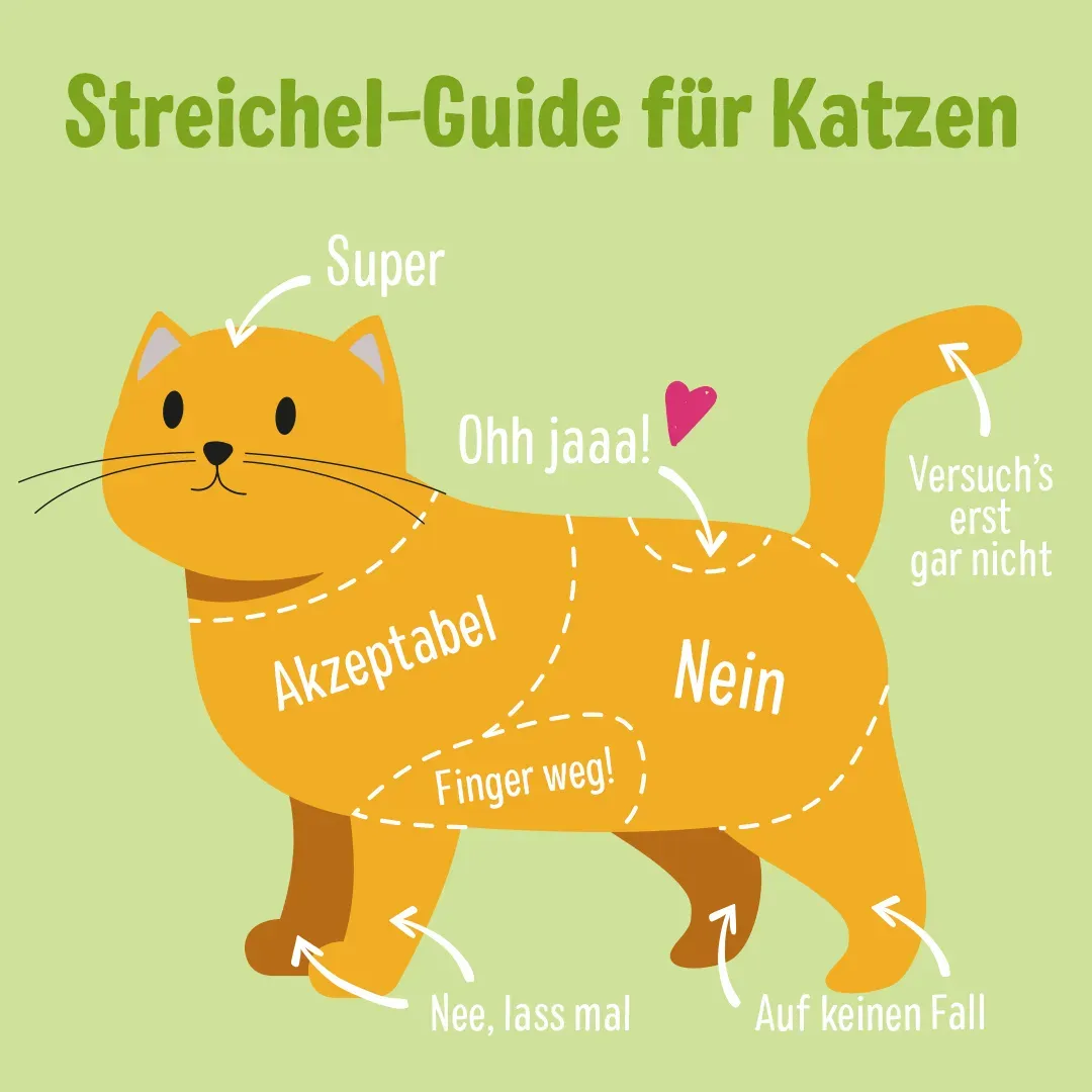 Katzenkörperbereiche für Streicheleinheiten, die zeigen, wo Katzen gerne gestreichelt werden