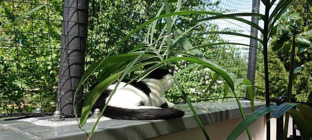 Katzennetze nach Maß