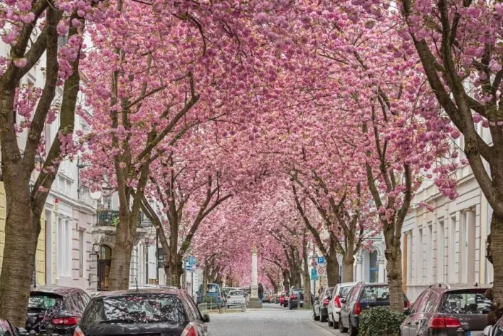 Kirschblütenallee in Bonn, Deutschland, mit leuchtend rosa Blüten und Kopfsteinpflaster