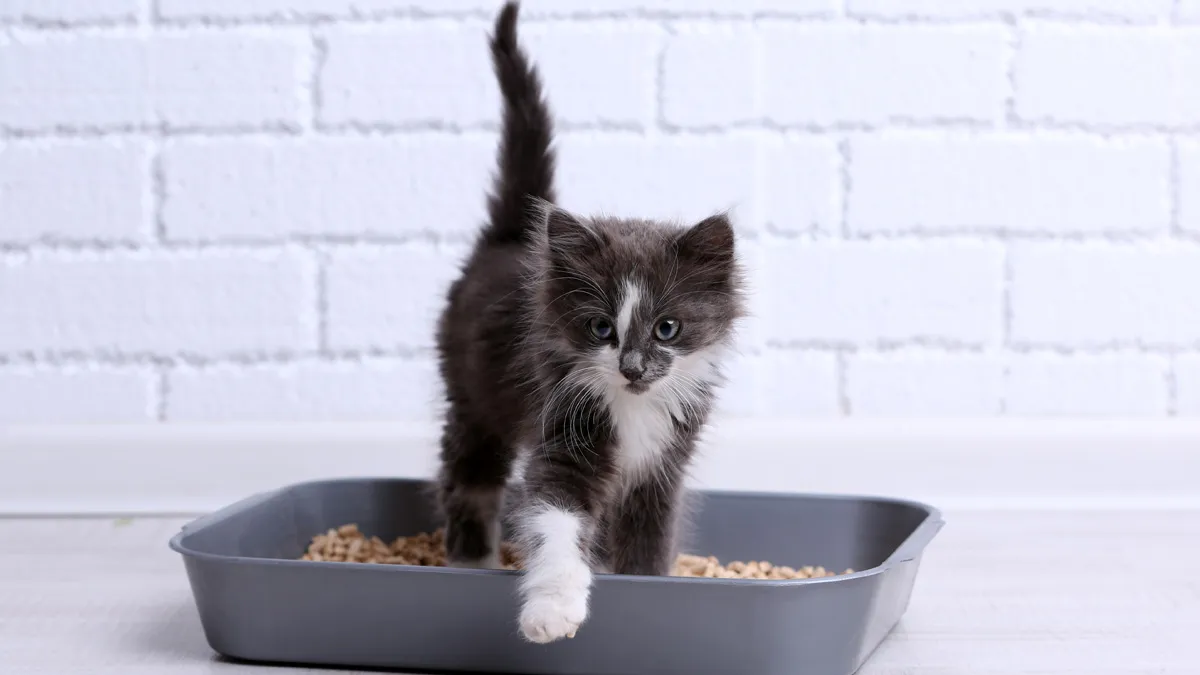 Kitten auf dem Katzenklo