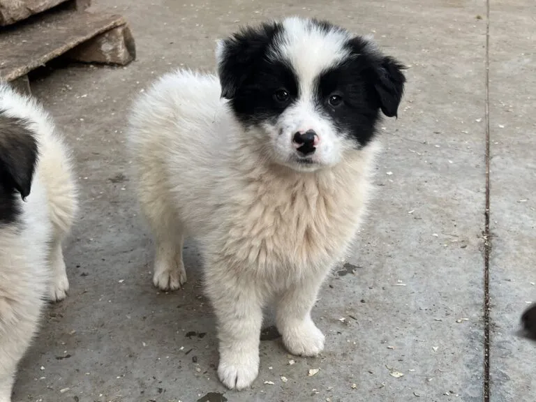 Kleiner Panda Pandabärli