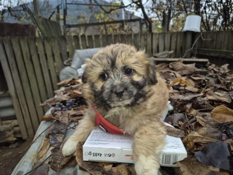 Kleines Cotton mit großem Herz