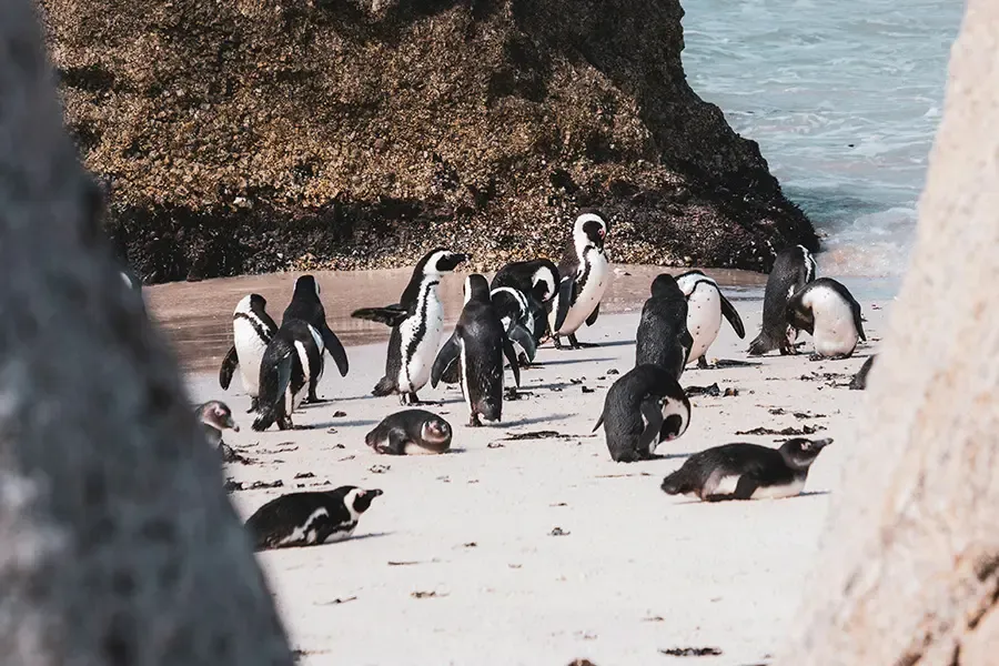 Kolonie afrikanischer Pinguine am Boulders Beach in Kapstadt, Südafrika
