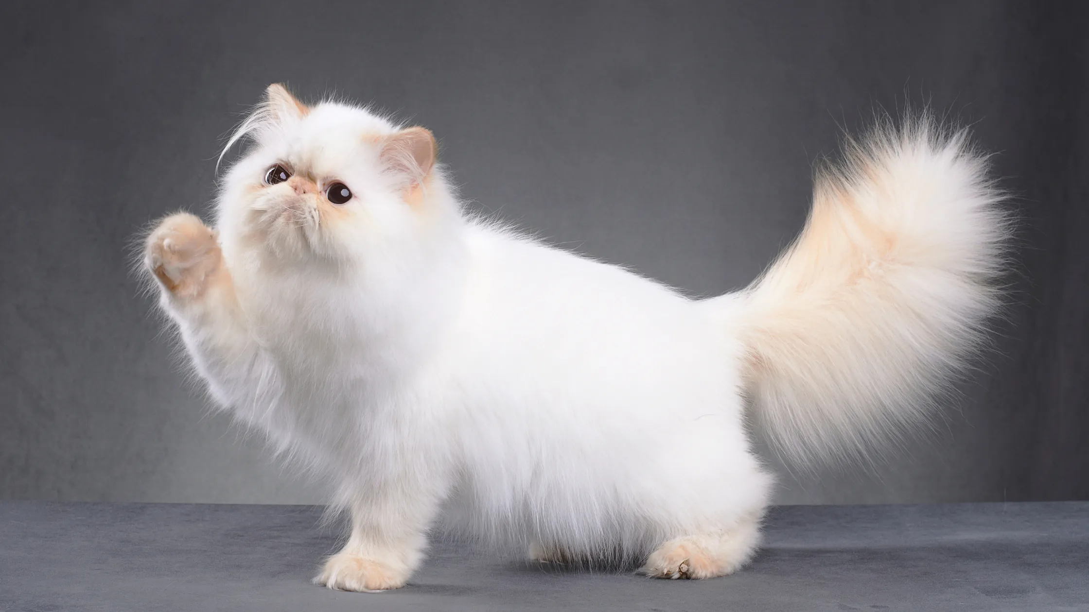 Körperliche Eigenschaften einer Perserkatze