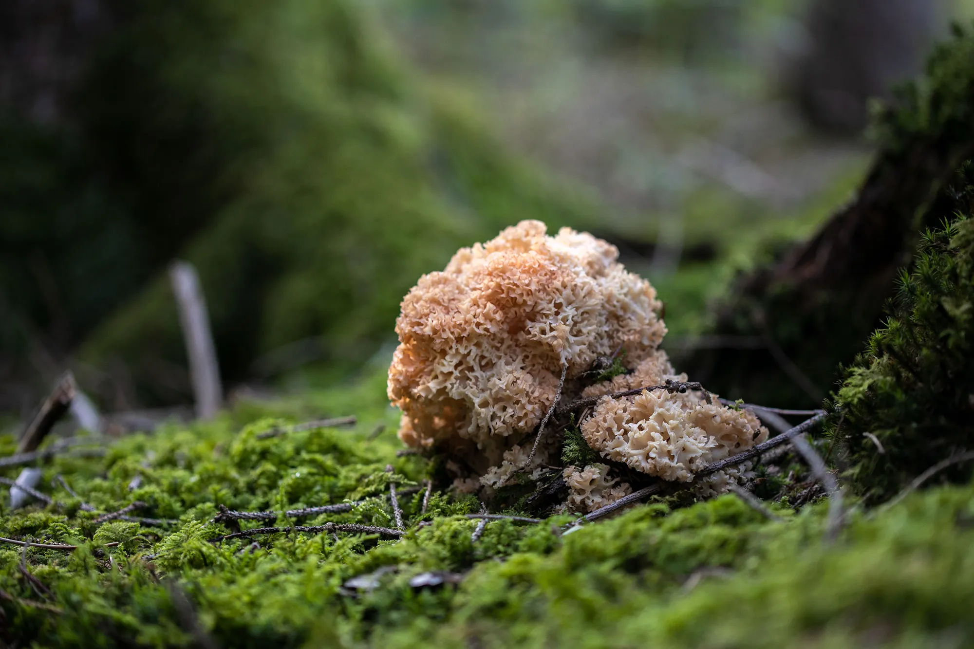 Krause Glucke im Wald