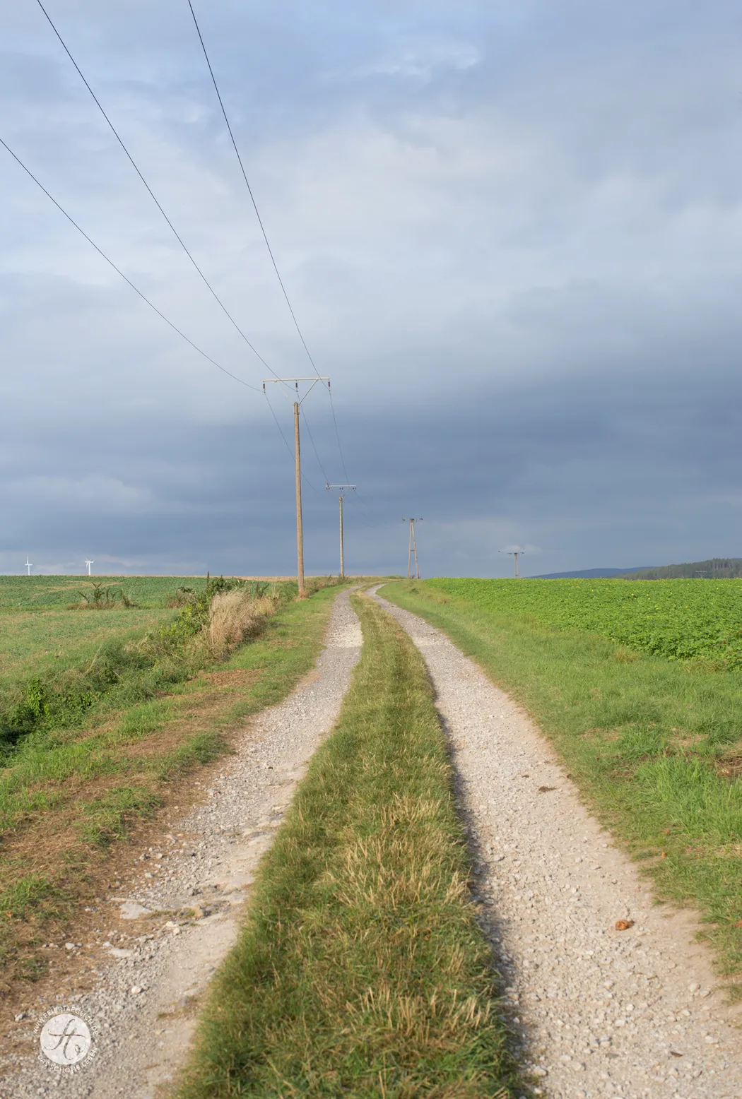 Kürbis-Milch-Brötchen auf einem Backblech