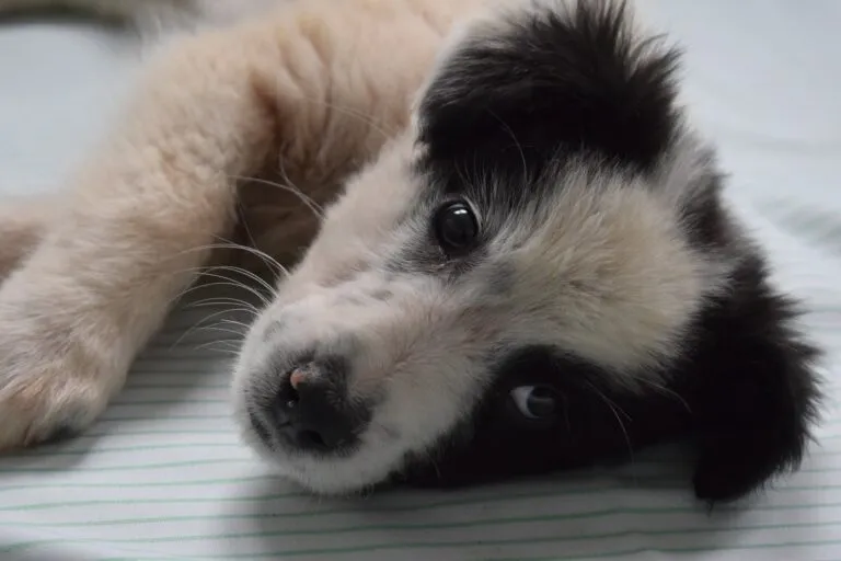 Kuschelpartner Lovis