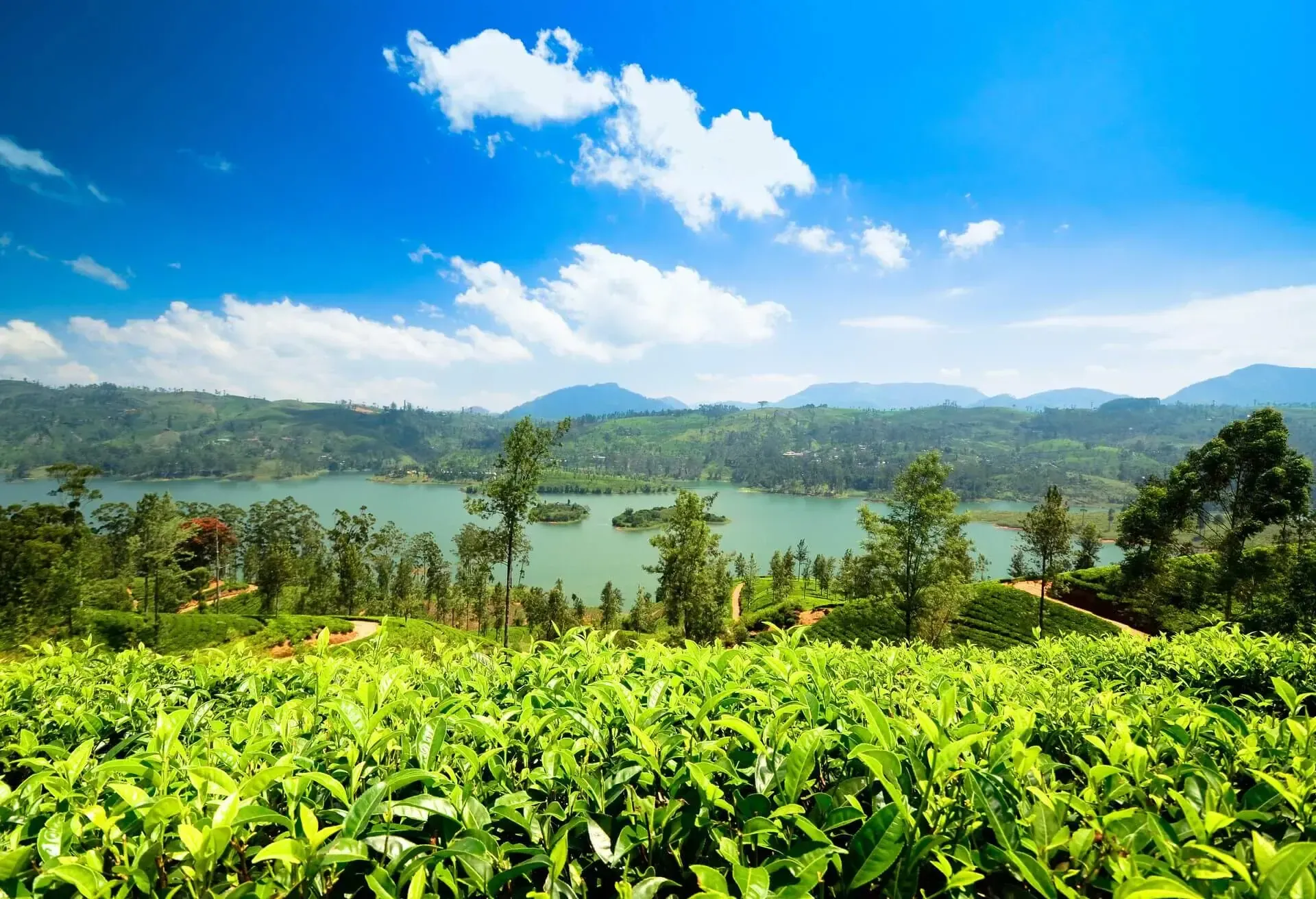 Landschaft in Nuwara Eliya auf Sri Lanka