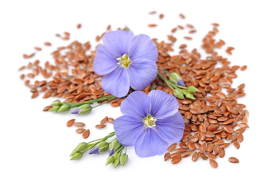 Leinsamen, zusammen mit ihren Blüten, als reiche Quelle gesunder ungesättigter Fettsäuren für eine ausgewogene Ernährung.