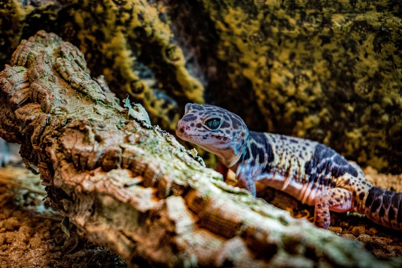 Leopardgecko in Wüstenterrarium