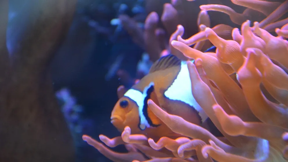Leuchtend orangefarbener Anemonenfisch, der zwischen den Tentakeln einer Seeanemone schwimmt