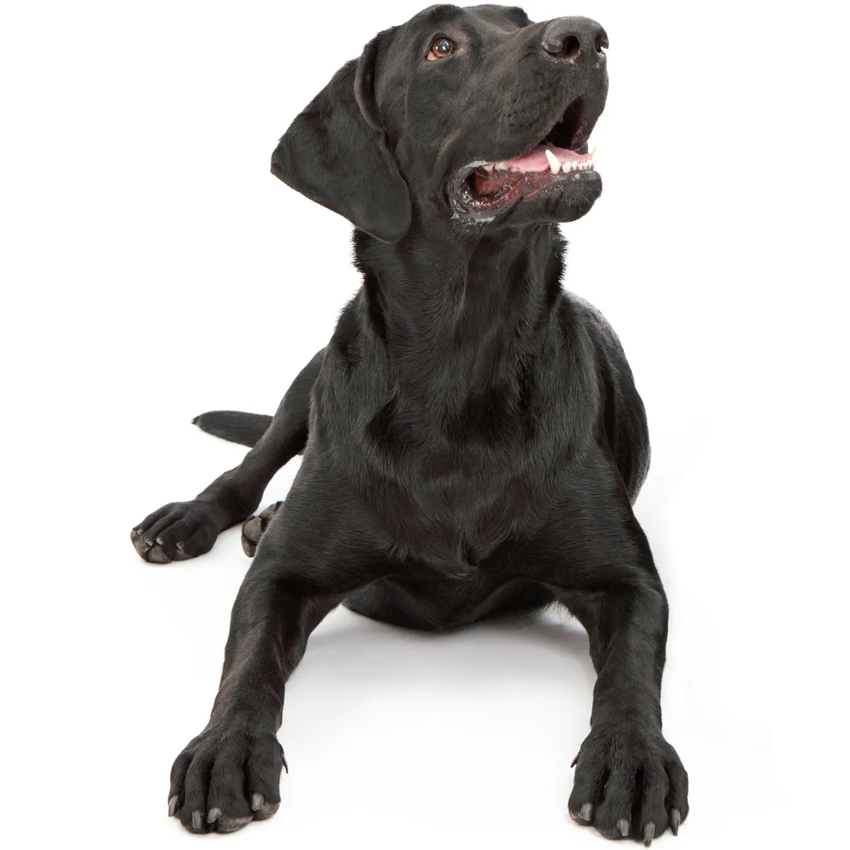 Lottis Häppchen Hundefutter Kategorien