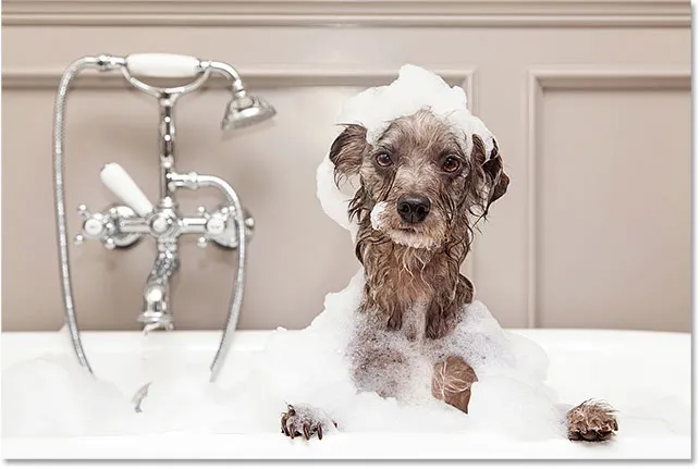 Lustiger Hund nimmt ein Schaumbad.