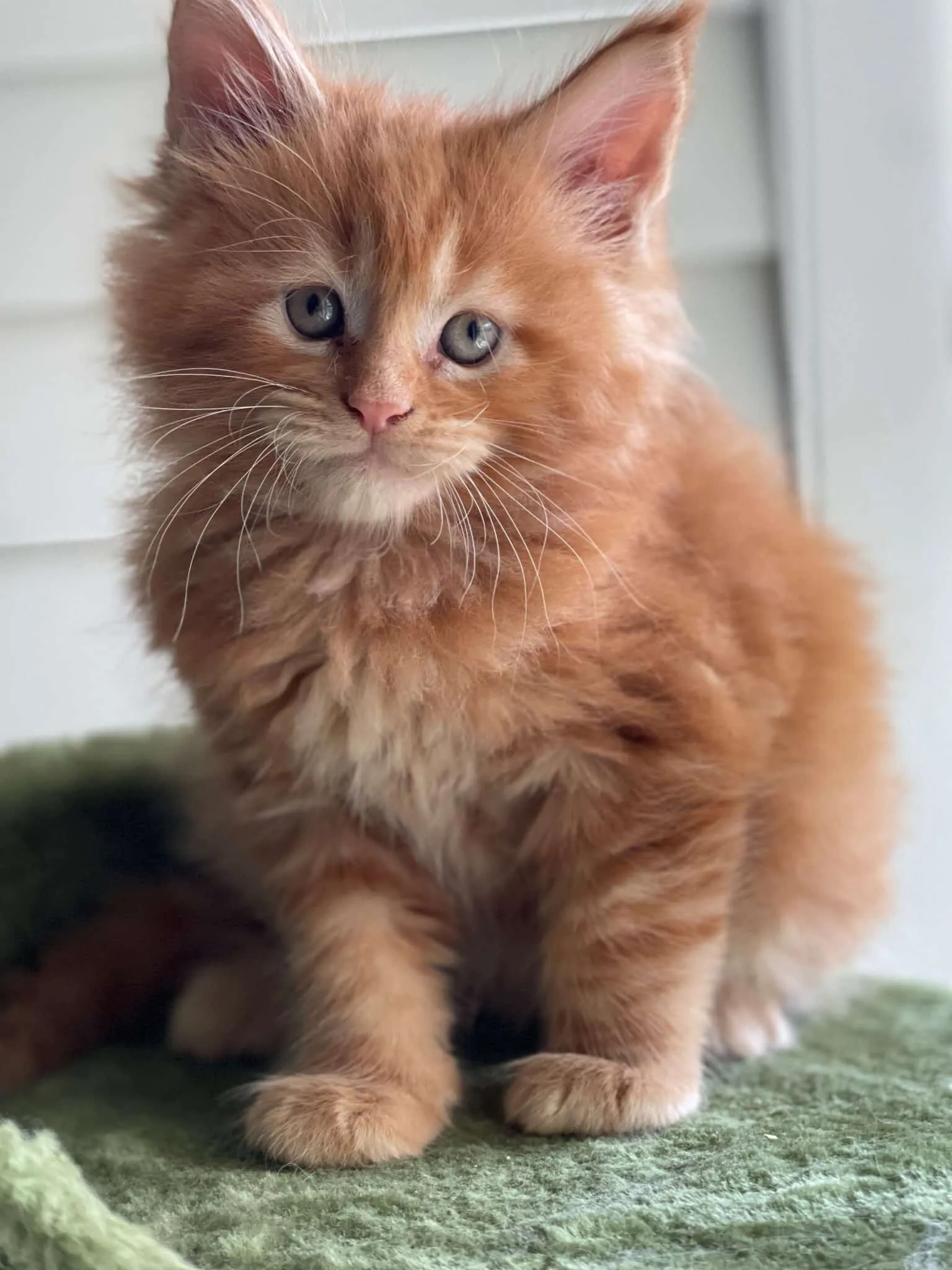 Maine Coon Kitten, das intakt nach Hause geht