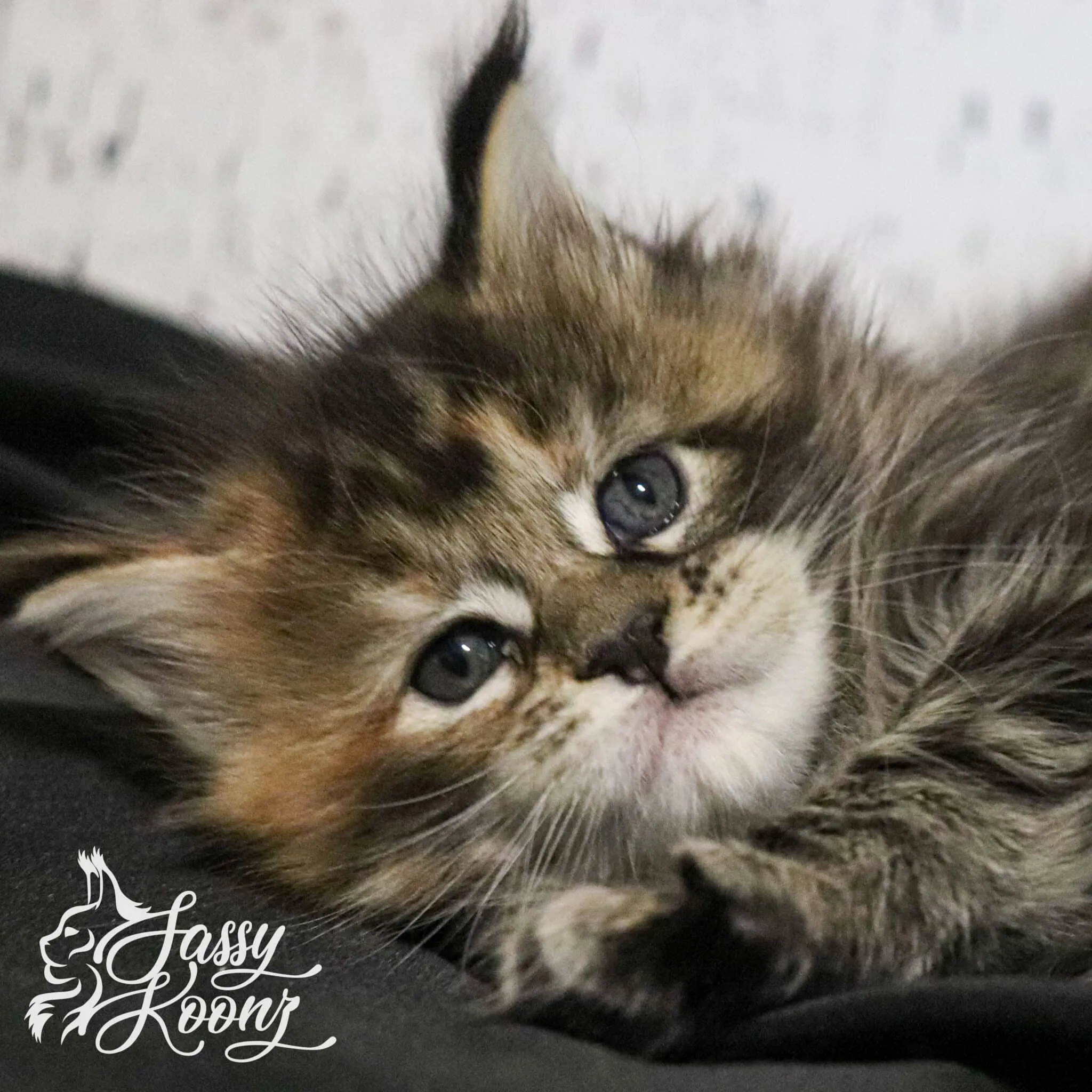 Maine Coon Kitten, das mit 6 Monaten kastriert wird