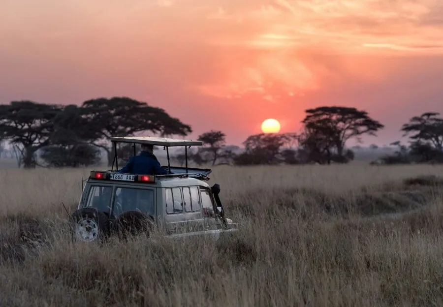 Majestätische Giraffen in der weiten Savanne Südafrikas im August, ideal für Safari-Erlebnisse