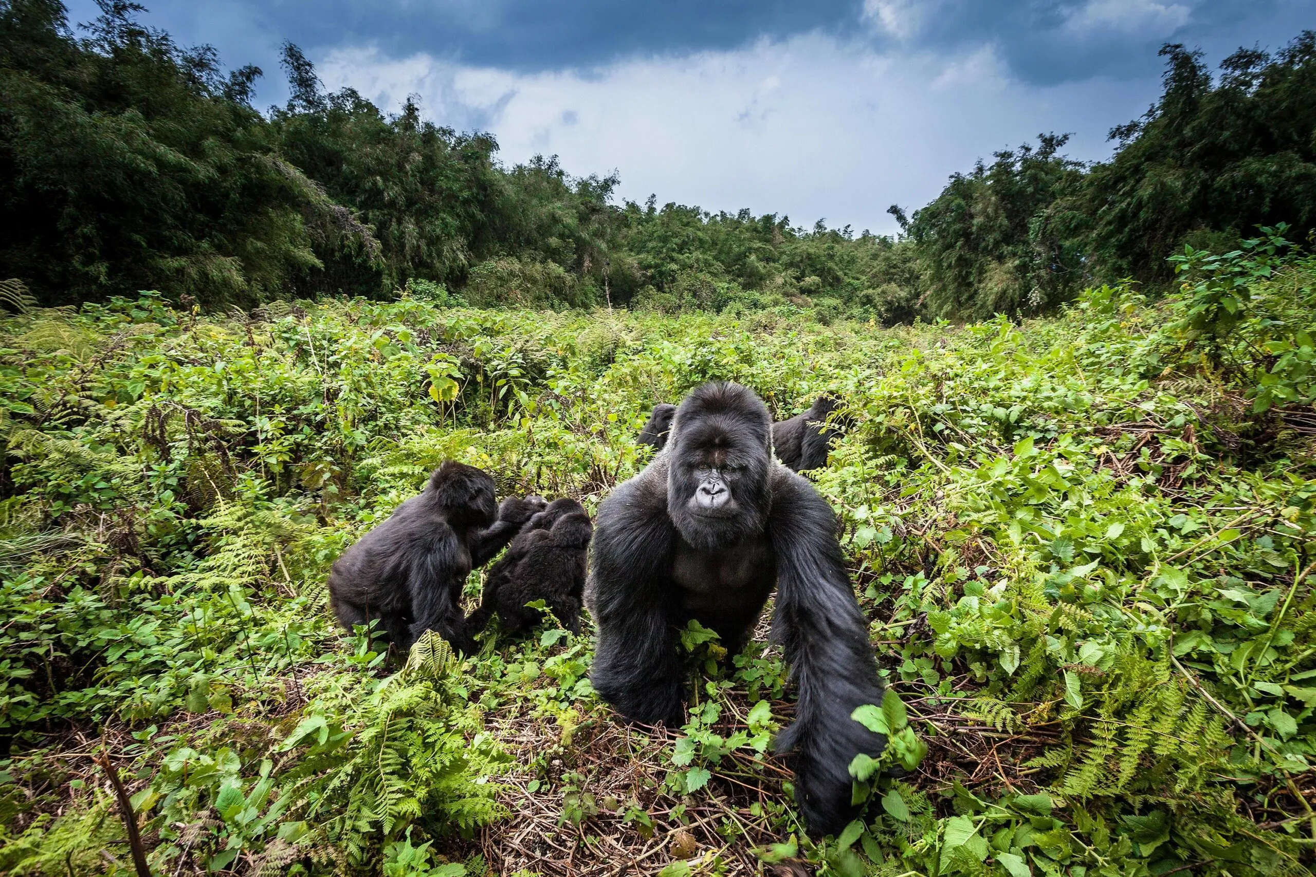 Majestätische Gorillas im Vulkan-Nationalpark in Ruanda, ein hautnahes Erlebnis mit den sanften Riesen