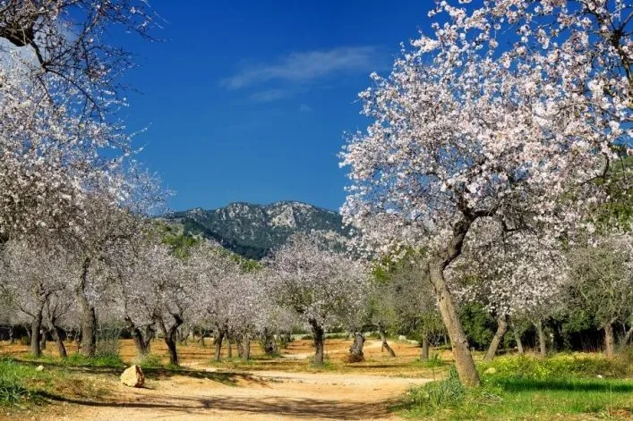 Malerische Mandelblüten auf Mallorca in voller Pracht, ein Zeichen des Frühlingsbeginns