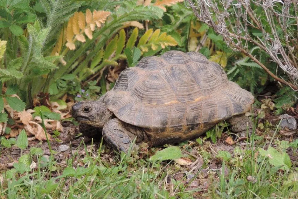 Maurische Landschildkröte in einem Freigehege