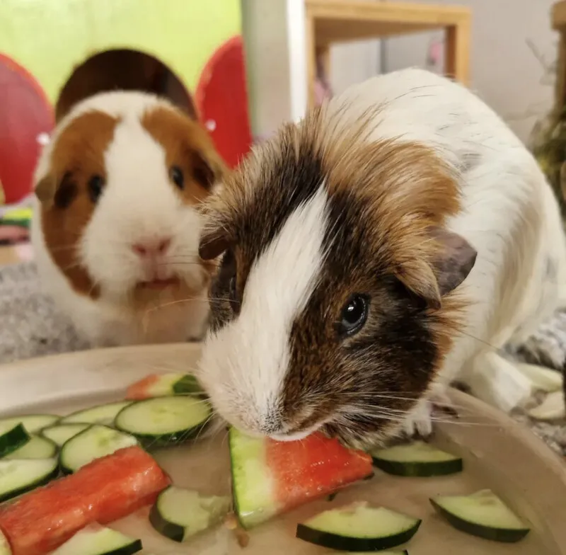 Meerschweinchen frisst genüsslich ein Stück Gurke zur Flüssigkeitsaufnahme
